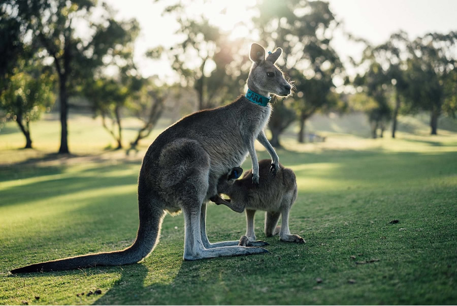 Discovering Down Under: A Journey Through the Wonders of Australia